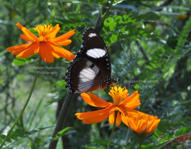 beautiful butterfly on flower